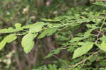 White mulberry